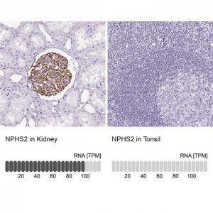 Anti-NPHS2 antibody produced in rabbit 
