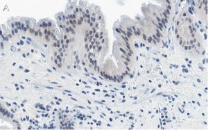 Anti-Nrf2 Antibody, clone 5B20 ZooMAb� Rabbit Monoclonal 