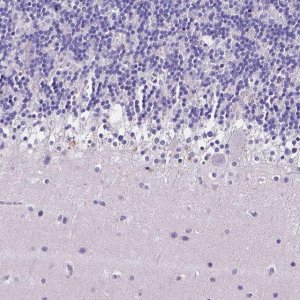 Anti-NRGN antibody produced in rabbit 