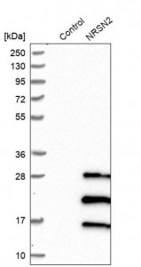 Anti-NRSN2 antibody produced in rabbit HPA015967-100UL