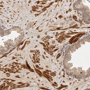 Anti-NSMAF antibody produced in rabbit 