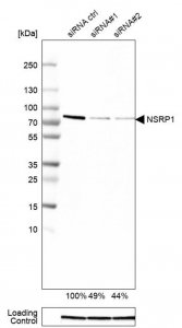 Anti-NSRP1 antibody produced in rabbit 