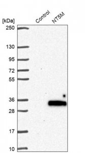 Anti-NT5M antibody produced in rabbit 
