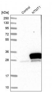 Anti-NTMT1 antibody produced in rabbit HPA020092-100UL