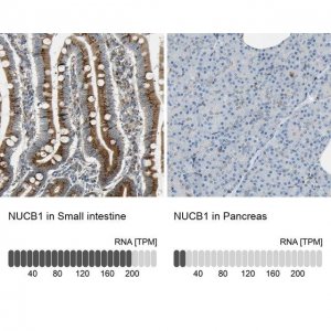Anti-NUCB1 antibody produced in rabbit 