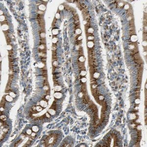 Anti-NUCB1 antibody produced in rabbit 