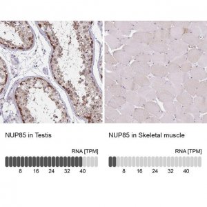 Anti-NUP85 antibody produced in rabbit 