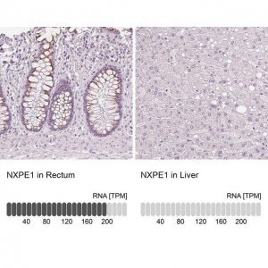 Anti-NXPE1 antibody produced in rabbit 