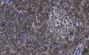 Anti-O-GlcNAc Transferase Antibody, clone 1O19 ZooMAb� Rabbit Monoclonal 