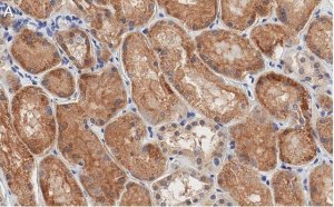 Anti-Occludin Antibody, clone 1C17 ZooMAb� Rabbit Monoclonal 