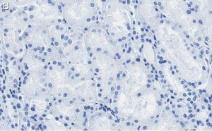 Anti-Occludin Antibody, clone 1C17 ZooMAb� Rabbit Monoclonal 