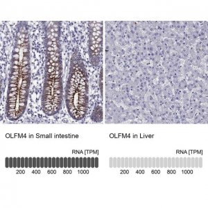 Anti-OLFM4 