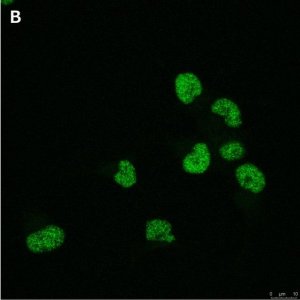 Anti-Olig2 Antibody, clone 1K2 ZooMAb� Rabbit Monoclonal 