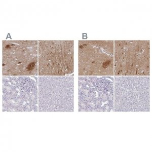 Anti-OMG antibody produced in rabbit 