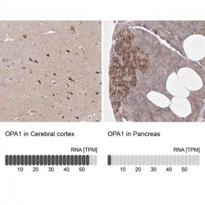 Anti-OPA1 antibody produced in rabbit 