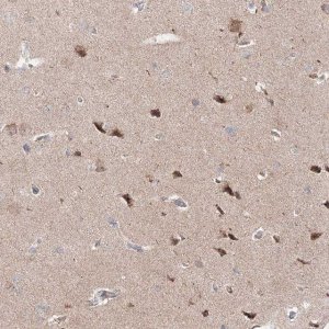 Anti-OPA1 antibody produced in rabbit 