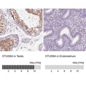 Anti-OTUD6A antibody produced in rabbit 