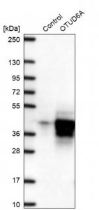 Anti-OTUD6A antibody produced in rabbit 