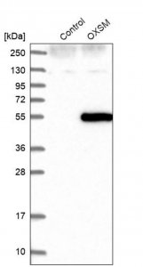 Anti-OXSM antibody produced in rabbit 