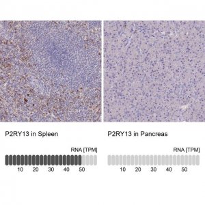Anti-P2RY13 antibody produced in rabbit 