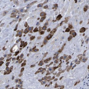 Anti-P3H1 antibody produced in rabbit 