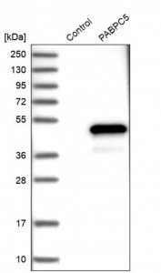 Anti-PABPC5 antibody produced in rabbit HPA000164-100UL