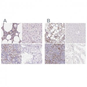Anti-PADI4 antibody produced in rabbit 