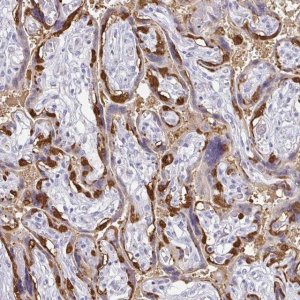 Anti-PAGE4 antibody produced in rabbit 