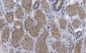 Anti-pan Ago Antibody, clone 2A8 ZooMAb� Mouse Monoclonal 