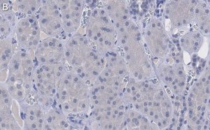 Anti-pan Ago Antibody, clone 2A8 ZooMAb� Mouse Monoclonal 
