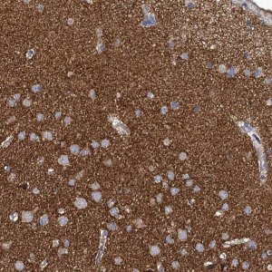 Anti-PANX2 antibody produced in rabbit 