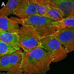 Anti-PARD-3 Antibody, clone 1N18 ZooMAb� Rabbit Monoclonal 