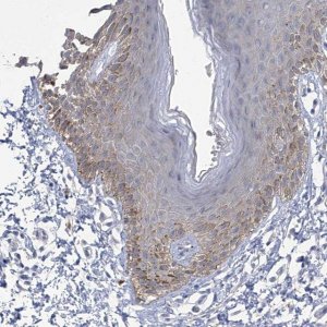 Anti-PARD3 antibody produced in rabbit 