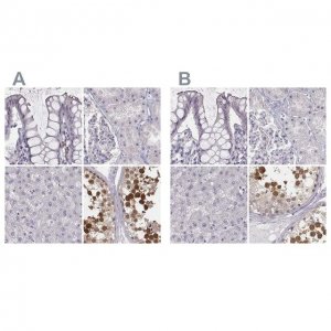 Anti-PBK antibody produced in rabbit 