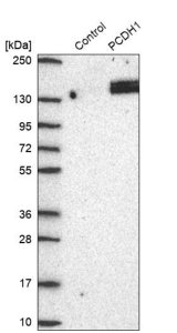 Anti-PCDH1 antibody produced in rabbit HPA047720-100UL