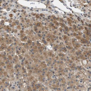 Anti-PCDH10 antibody produced in rabbit 