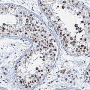 Anti-PCGF1 antibody produced in rabbit 