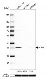 Anti-PCMT1 antibody produced in rabbit 