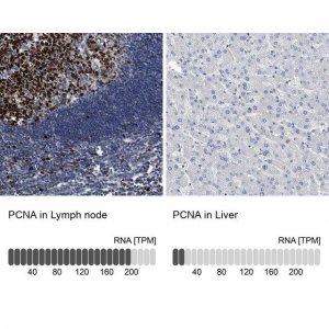 Anti-PCNA antibody produced in rabbit HPA030521-100UL