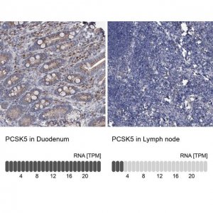 Anti-PCSK5 antibody produced in rabbit 