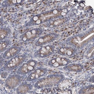 Anti-PCSK5 antibody produced in rabbit 