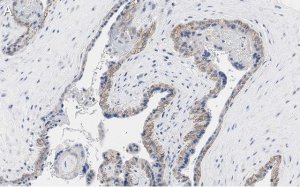 Anti-PD-L1/CD274 Antibody, clone 3O12 ZooMAb� Rabbit Monoclonal 