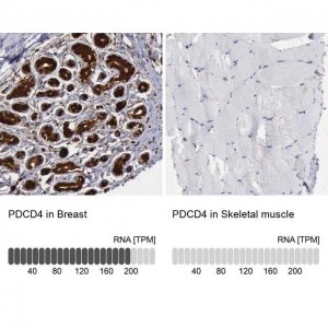 Anti-PDCD4 antibody produced in rabbit 