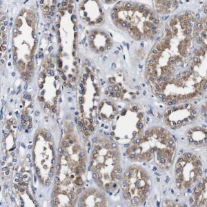 Anti-PDCD6IP antibody produced in rabbit 