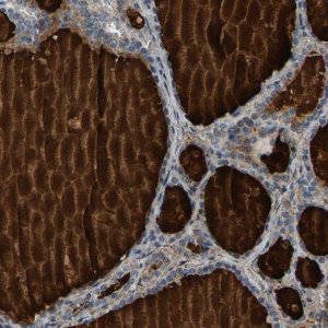 Anti-PDE1A antibody produced in rabbit HPA022151-100UL