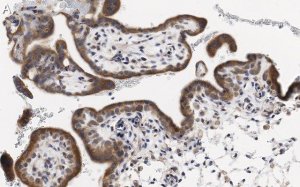 Anti-PDE4B Antibody, clone 1E9 ZooMAb� Rabbit Monoclonal 