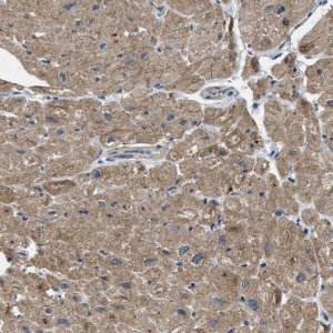 Anti-PDP1 antibody produced in rabbit HPA021152-100UL