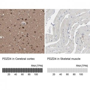 Anti-PDZD4 antibody produced in rabbit 