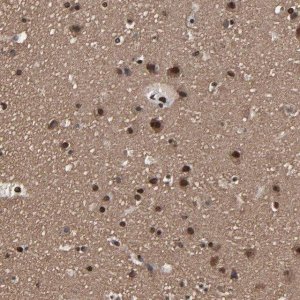 Anti-PDZD4 antibody produced in rabbit 