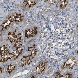 Anti-PDZK1IP1 antibody produced in rabbit 
